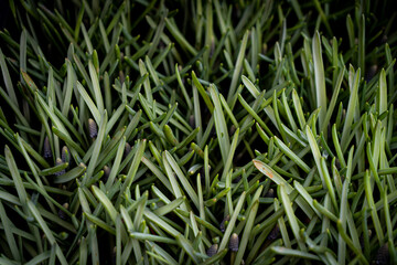 Green grass texture background Top view of bright grass garden Idea concept used for making green backdrop, lawn for training football pitch, Grass Golf Courses green lawn pattern textured background.