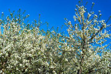Blooming cherry. White sakura blooms profusely in spring against blue sky.