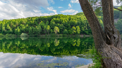 Fototapeta na wymiar lake in green