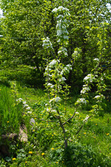 Blooming apple tree with buds on a green background, white flowers on the tree. Spring blossom background.