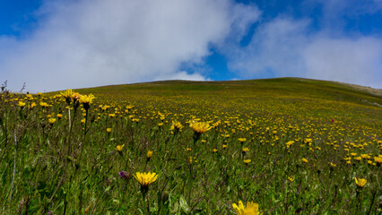 flowering mountains