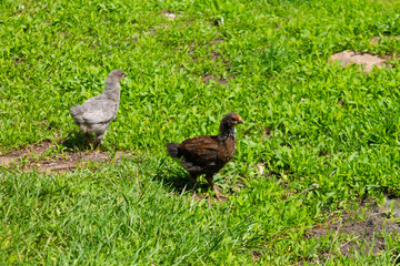 Little chicken, chickens on the grass. Raising small chickens. Poultry farming.