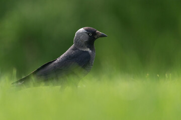 The western jackdaw (Coloeus monedula)