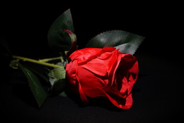 Rote Rose