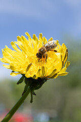 A bee on a flower. A honey bee collects nectar from a dandelion flower. Important for environmental sustainability.