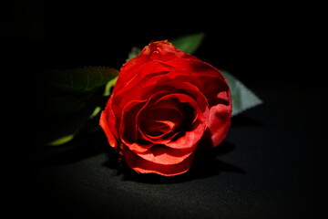 Rote Rose
