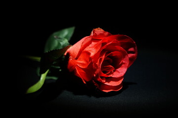 Rote Rose