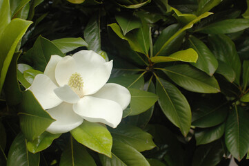 Magnolia flower close-up. Snow-white petals surrounded by hard glossy green leaves. A beautiful southern flower. A huge white magnolia flower.