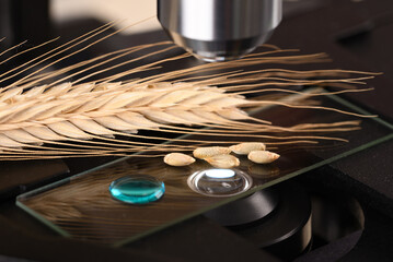 Obraz na płótnie Canvas Wheat grain on the microscope slide under a microscope.