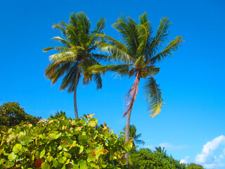 coconut palm tree