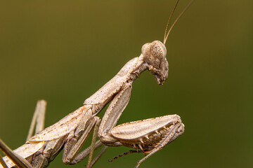 Close up of pair of Beautiful European mantis ( Mantis religiosa )

