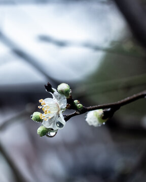 Indicios de la primavera