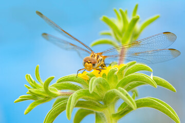 Macro shots, Beautiful nature scene dragonfly
