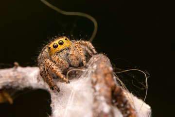Close up  beautiful jumping spider  