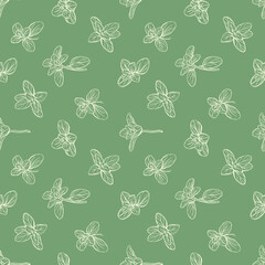 Basil Seamless Pattern. Italian herbs. Marjoram pattern. Hand-drawn illustration.