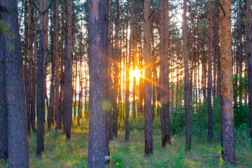 the sun sets between the trees, beautiful sunset, desktop background