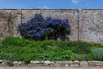 Ceanothus. Evergreen, blooming shrub on the background of a red brick wall. - 506137972
