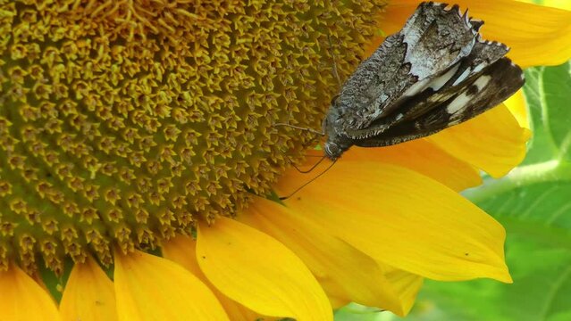 a butterfly drinks nectar from a yellow sunflower flower on a summer day, close-up.