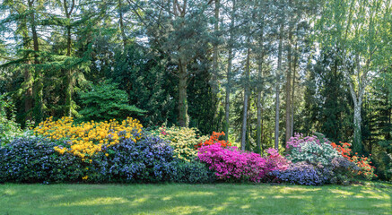 Rhododendrons of different colors on the background of forest trees. - 506138129