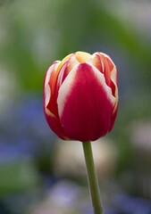 red tulip closeup