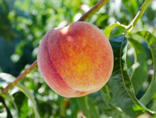 Ripe peach on a branch close-up