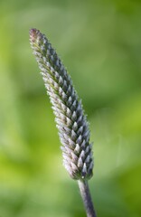 Plantain (Plantago lanceolata) for the production of tea mixtures that are supposed to have an anti-inflammatory and digestive effect. At the same time, decoctions of plantain are cooked for respirato