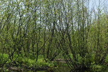 Canot Marais Kingsbury 21 Mai 2022