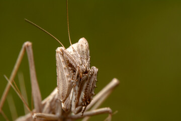 Close up of pair of Beautiful European mantis ( Mantis religiosa )

