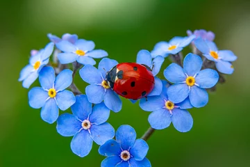 Fototapete Schmetterling Macro shots, Beautiful nature scene.  Beautiful ladybug on leaf defocused background    © blackdiamond67