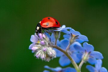 Macro shots, Beautiful nature scene.  Beautiful ladybug on leaf defocused background

