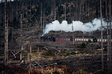 Harzer Dampflok fährt Richtung Brocken durch den Nationalpark Harz. Umgebung voller Totholz