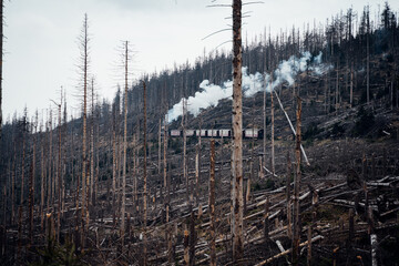Harzer Schmalspurbahn. Dampflok fährt durch den mystischen Totwald im Nationalpark Harz in...
