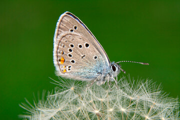 Obraz premium Macro shots, Beautiful nature scene. Closeup beautiful butterfly sitting on the flower in a summer garden. 