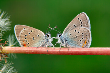 Obraz premium Macro shots, Beautiful nature scene. Closeup beautiful butterfly sitting on the flower in a summer garden. 