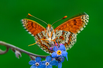 
Macro shots, Beautiful nature scene. Closeup beautiful butterfly sitting on the flower in a summer garden.

