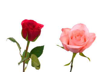 Stack yellow red rose flowers isolated on white background