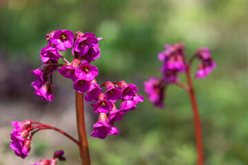 Obraz premium Bergenia flowers