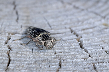 Flatheaded pine borer, a common European Jewel beetle (Chalcophora mariana). A large and metallic beetle occurring in European lowland forests.