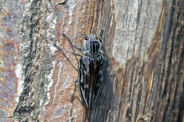 Flatheaded pine borer, a common European Jewel beetle (Chalcophora mariana). A large and metallic beetle occurring in European lowland forests.