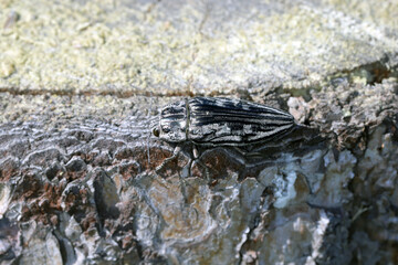 Flatheaded pine borer, a common European Jewel beetle (Chalcophora mariana). A large and metallic...