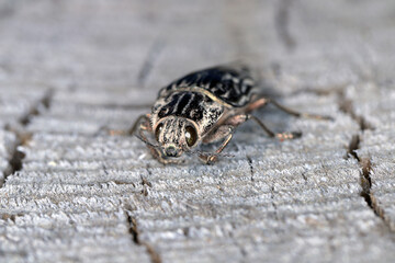 Flatheaded pine borer, a common European Jewel beetle (Chalcophora mariana). A large and metallic...