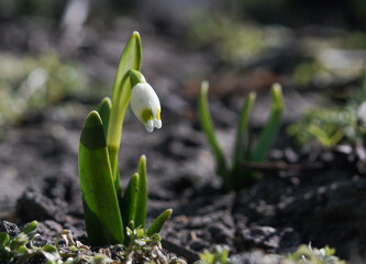 white snowdrops in spring, first spring flowers 
