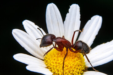 Beautiful Strong jaws of red ant close-up