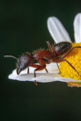 Beautiful Strong jaws of red ant close-up