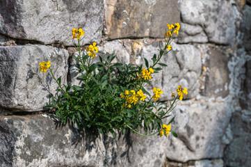 Erysimum cheiri - Wallflower - Giroflée des murailles