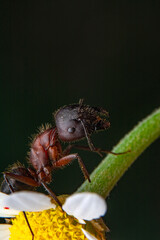 Beautiful Strong jaws of red ant close-up
