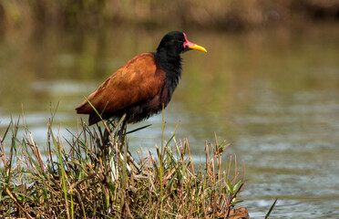 jacana jacana 