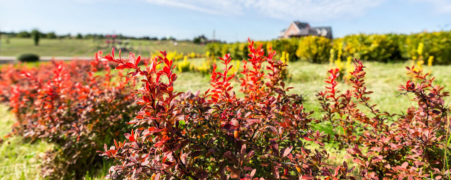 Beautiful scenic bright landscape view of colorful red barberry thunberg bushes growing at ornamental english park garden against villa maison blue sky fall day. Japanese thorn decorative shrub plant