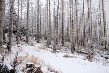 Schöne verschneite Harzer Waldlandschaft