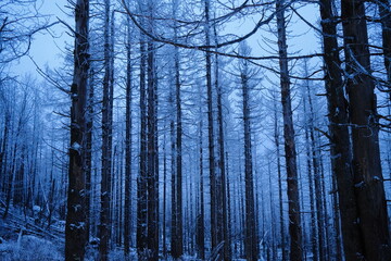 Morgens im winterlichen Nadelwald